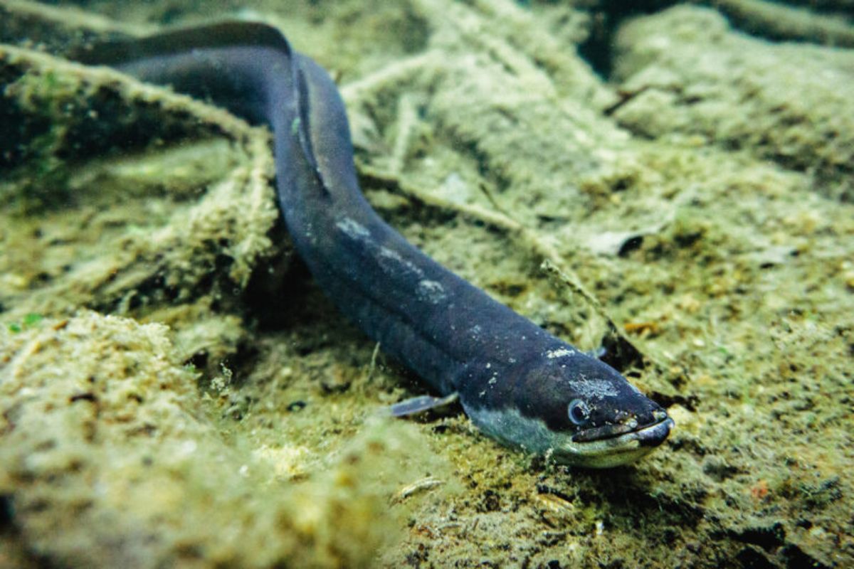 Italian Land Eel