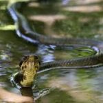 Snake-Infested Lake Massachusetts