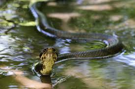 Snake-Infested Lake Massachusetts